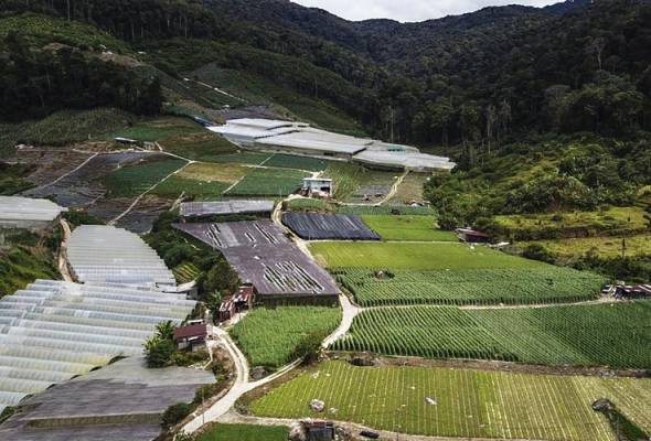Harga sayur melonjak, pekebun dakwa kekurangan pekerja asing jadi punca Harga sayur melonjak, pekebun dakwa kekurangan pekerja asing jadi punca