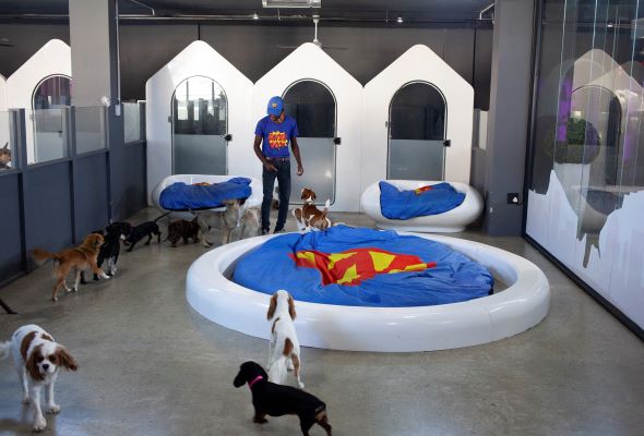 South Africa's luxury dog hotels give paws for thought