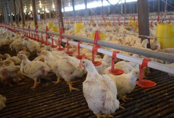MAFI senarai jenis komoditi ayam dilarang eksport berkuat kuasa 1 Jun | Astro Awani