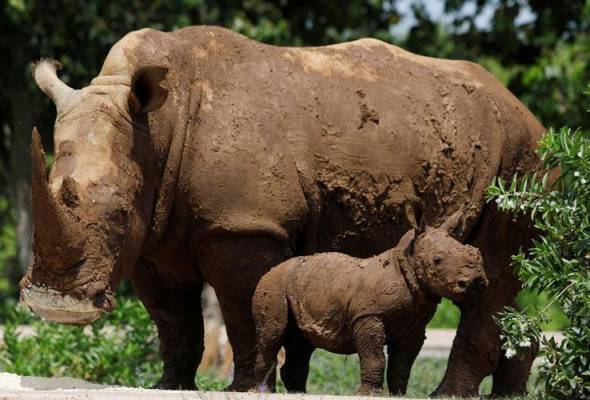 Pekerja zoo Cuba raikan kelahiran badak sumbu putih | Astro Awani