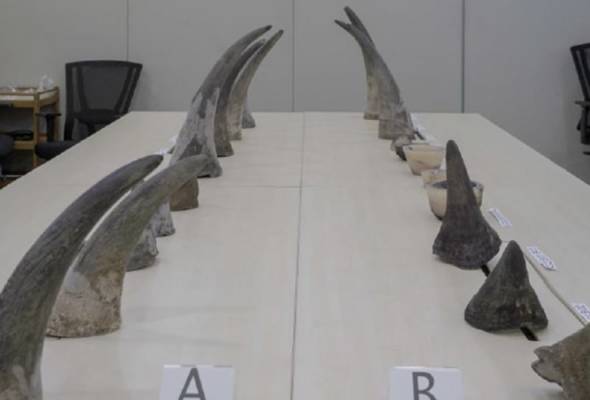 Carian mengenai topik tanduk-badak-sumbu | Astro Awani