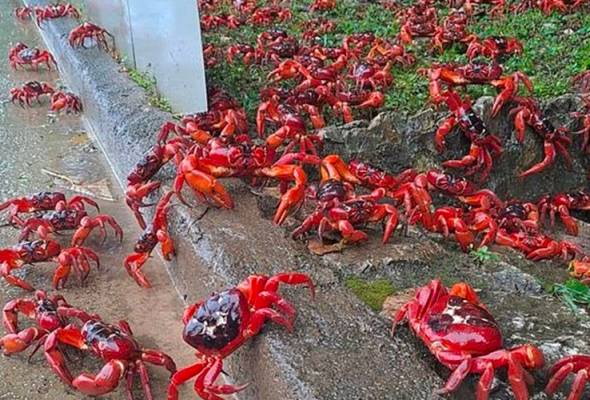 Lalu lintas terganggu akibat ketam merah | Astro Awani