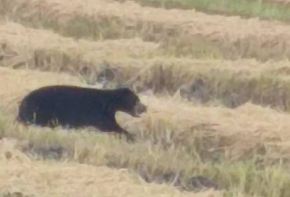 Pegawai bomba bantuan cedera diserang beruang Astro Awani