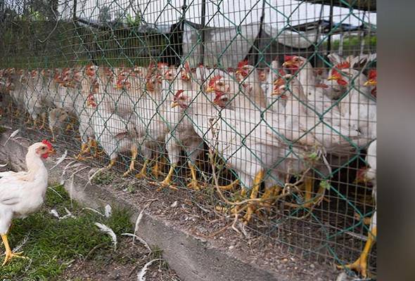 Turkiye henti eksport ayam itik untuk stabilkan pasaran domestik