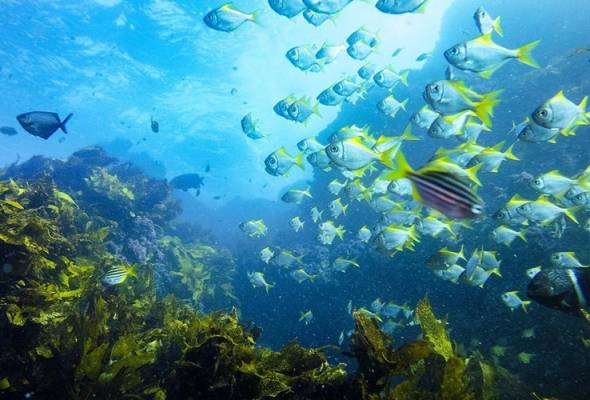 Underwater gardening could save vital kelp forests