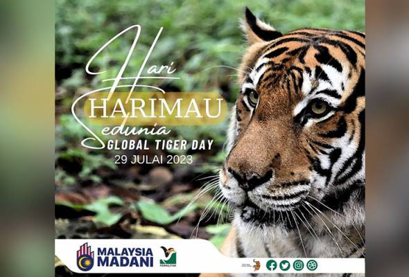 Bergadai nyawa demi kelangsungan Raja Rimba