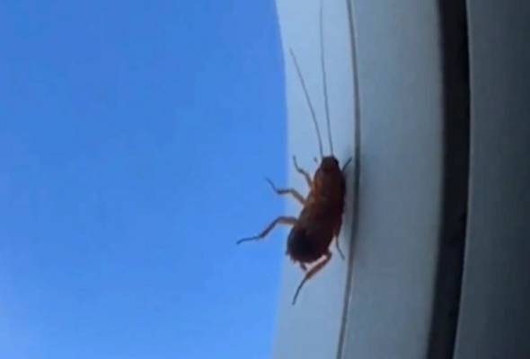 Lipas melekat luar tingkap kapal terbang | Astro Awani