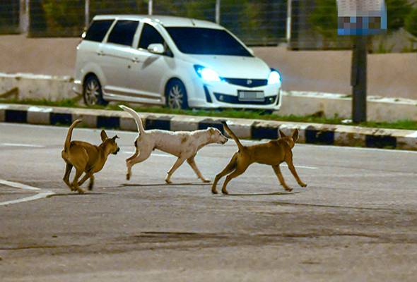 10 kes rabies babit haiwan direkodkan di Sarawak minggu ini | Astro Awani