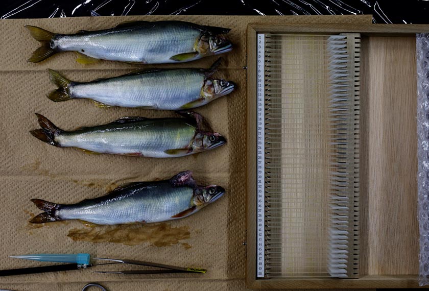 Ayu river fish heads are unfolded to extract the sensory bones or otoliths, next to 20-year-old samples taken by members of Gifu Prefectural Research Institute for Fisheries and Aquatic Environments, at their facility in Kakamigahara, Japan. - via REUTERS