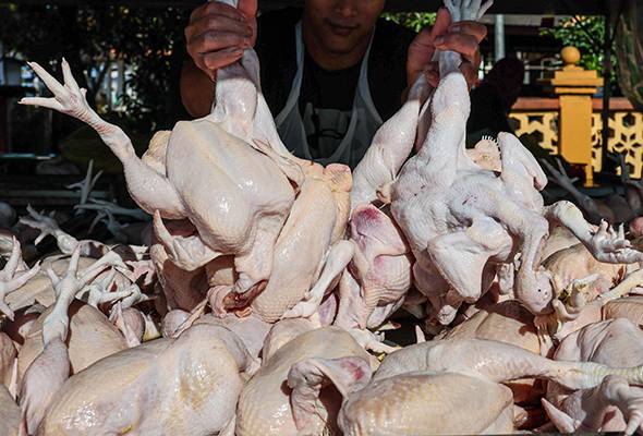 Harga ayam stabil sejak subsidi ditamatkan - Fuziah
