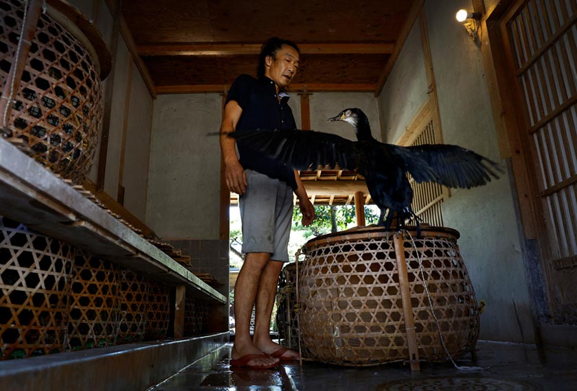 Cormorant fishing master, known as usho, Youichiro Adachi, 48, imitates the fluttering of a cormorant to make the bird mimic him, giving Adachi a chance to check on its health, at home in Oze, Seki, Japan. - via REUTERS