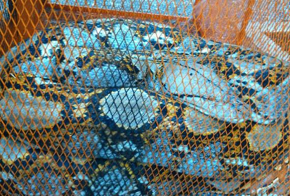 Emo jojalar veb-kamera porno oldida