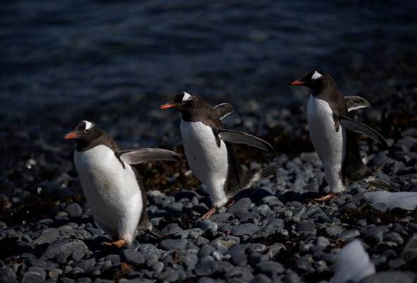 Bird flu found in penguins near Antarctica, 200 chicks dead | Astro Awani