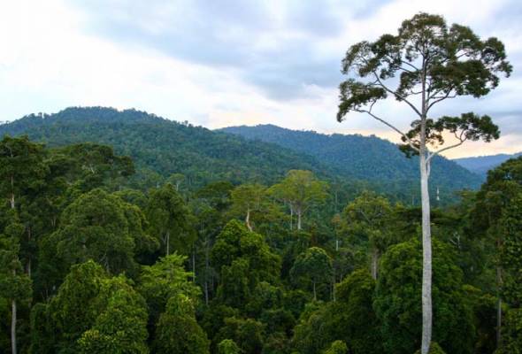 Conserving forests through innovative collaborations