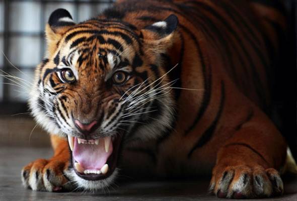 Indonesia seeks more proof that Javan tiger may no longer be extinct