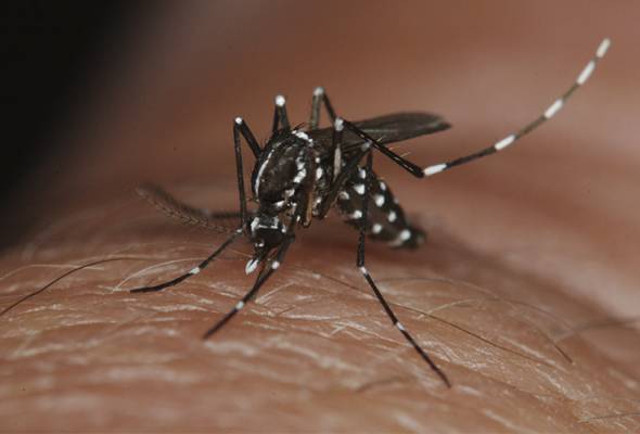 Dengue cases up with five deaths in epid week 27