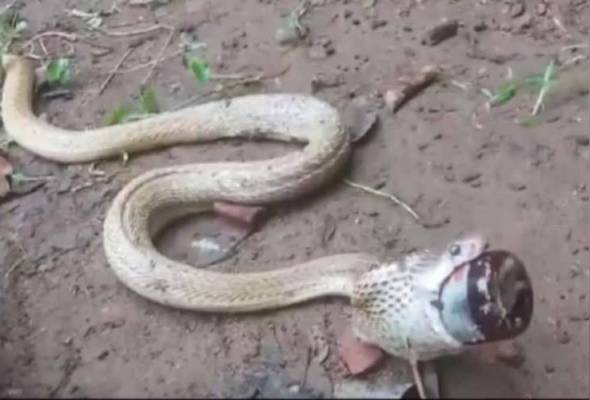 Olomon ayolni ogziga va eshagiga sikishadi