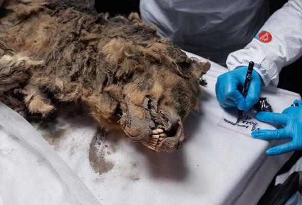 Russian scientists conduct autopsy on 44,000-year-old permafrost wolf carcass