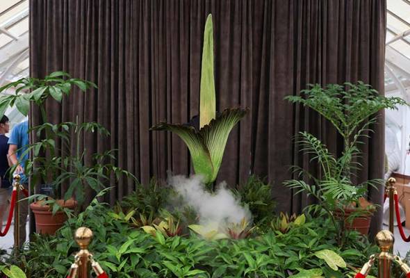 Thousands flock to see rare, smelly corpse flower bloom in Sydney