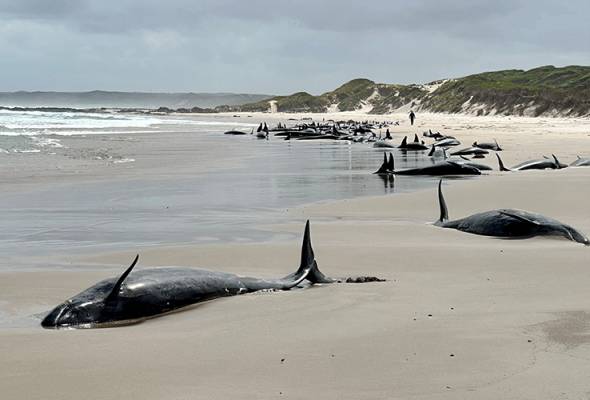 Dozens of false killer whales stranded on remote Australian beach