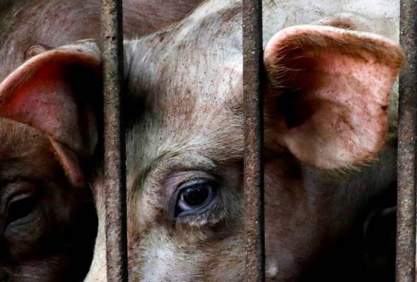 Erotik porno fantaziya