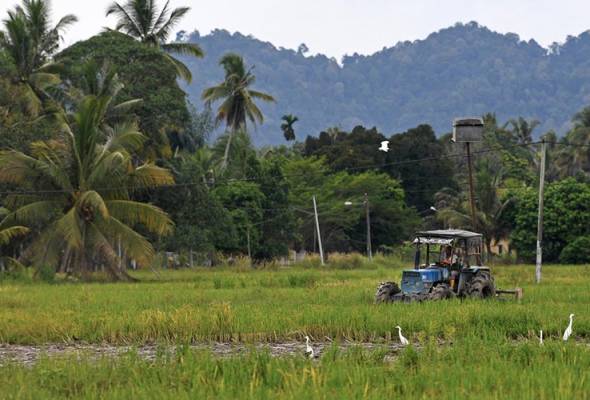 Belanjawan 2026: PeSAWAH harap kenaikan insentif dipercepat