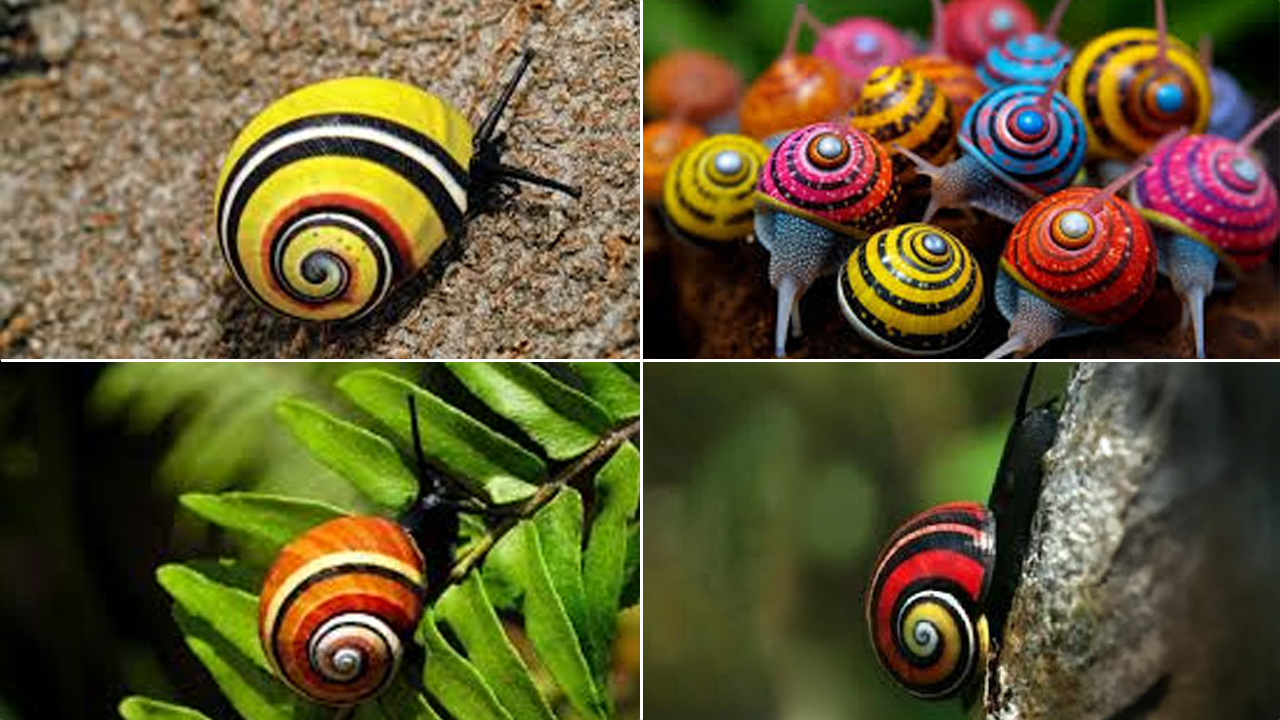 Misi bermula untuk menyelamat siput Polymita yang terancam