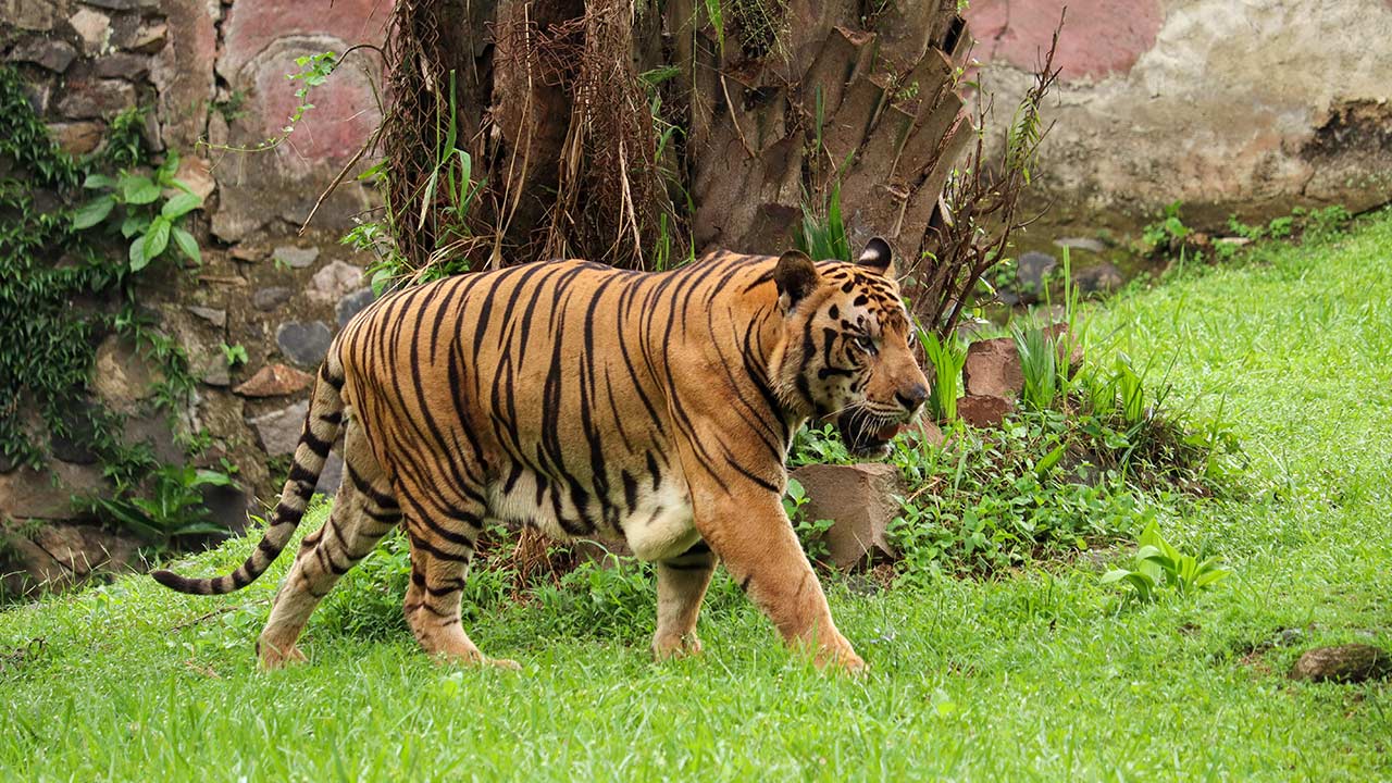 Masih ada 42 harimau Sumatera di Bengkulu dengan usaha pemuliharaan berterusan
