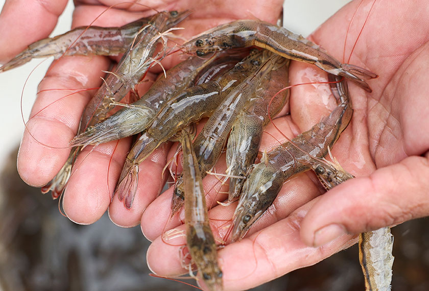 A worker shows live shrimps at Ujung Kulon Sukses Makmur Abadi, a shrimp farms company in Pandeglang, Banten province, Indonesia. - REUTERS
