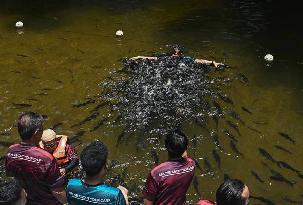 Populasi ikan kelah di Tasik Kenyir dalam pemantauan berterusan