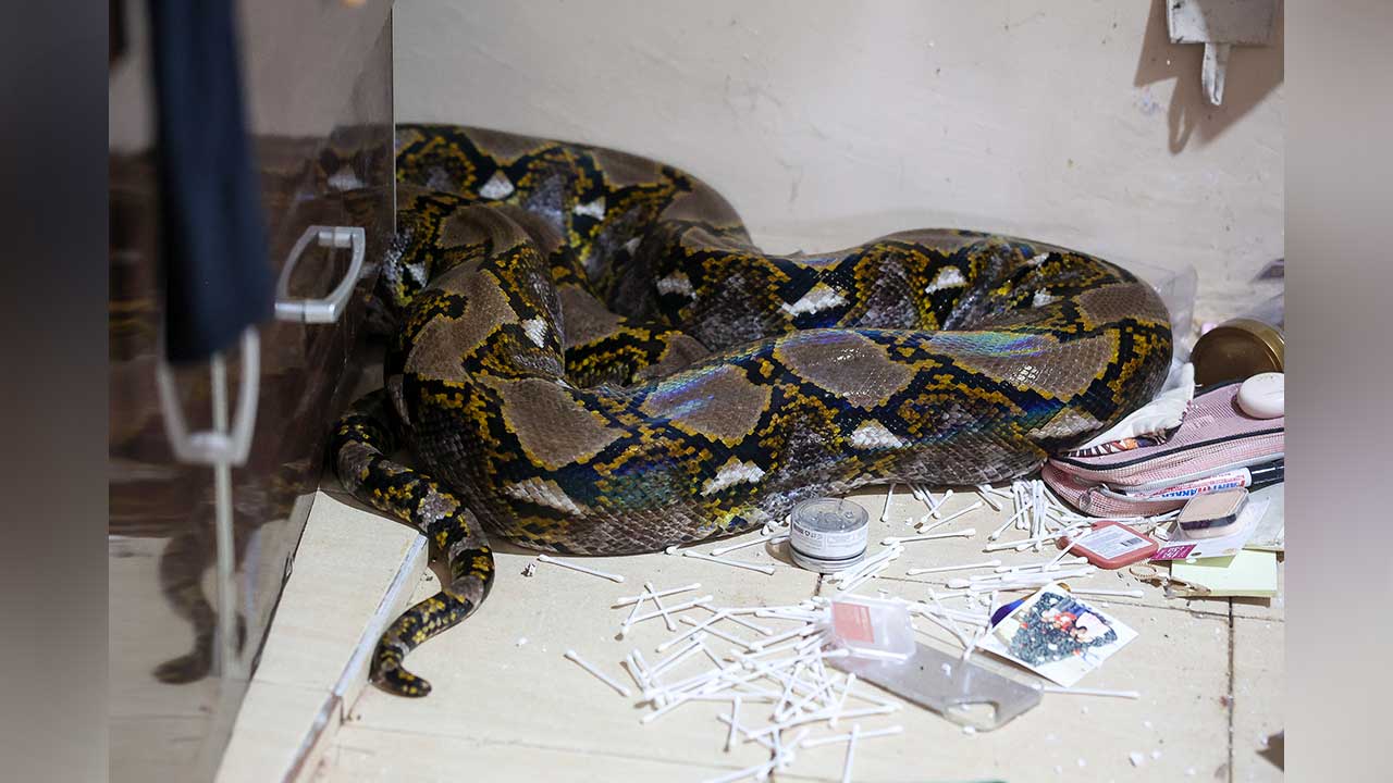 Romolli ayollar pornosi