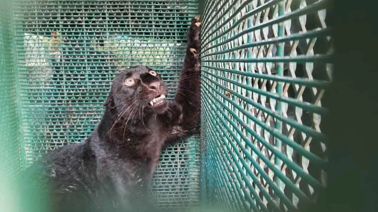 Baham ternakan sejak awal tahun, harimau kumbang akhirnya masuk perangkap