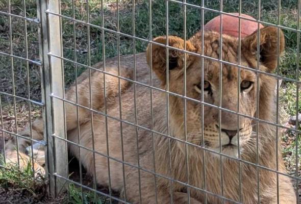Penjaga zoo maut diserang sekumpulan singa di Safari World Bangkok