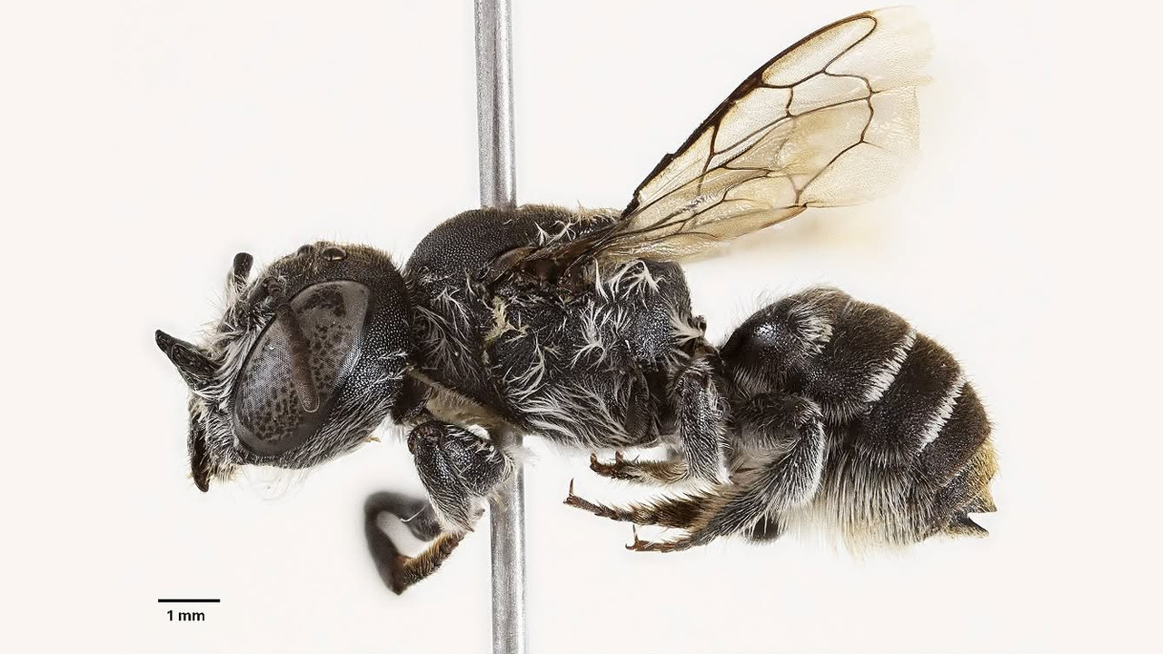Spesies lebah baharu 'Lucifer' bertanduk ditemui di Australia