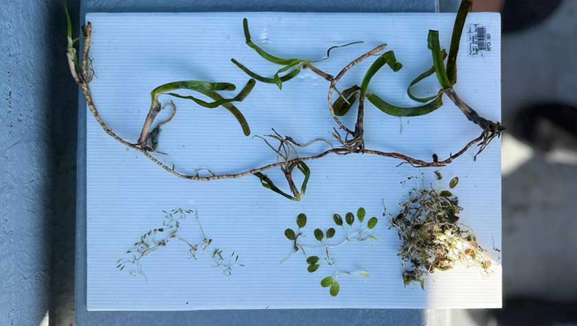 Beberapa spesimen rumput laut yang dikumpul penyelidik UPM bagi tujuan dokumentasi dan analisis struktur pembiakan di Middle Bank. – Gambar Yayasan PETRONAS