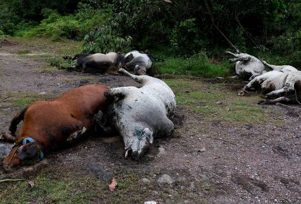 Penternak dakwa lembu mati dipercayai termakan bahan kimia