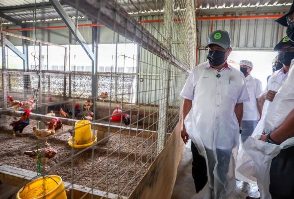 MARDI perluas usaha pengeluaran ayam saga, tampung permintaan pasaran