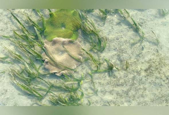 Middle Bank: Permata tersembunyi ekosistem marin Pulau Pinang