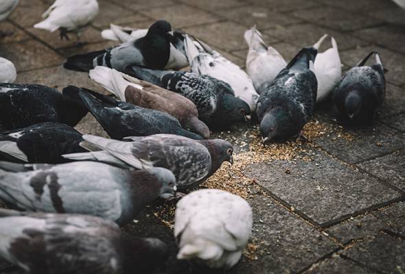 Rancangan lupus burung merpati di bandar Cognac cetus kemarahan