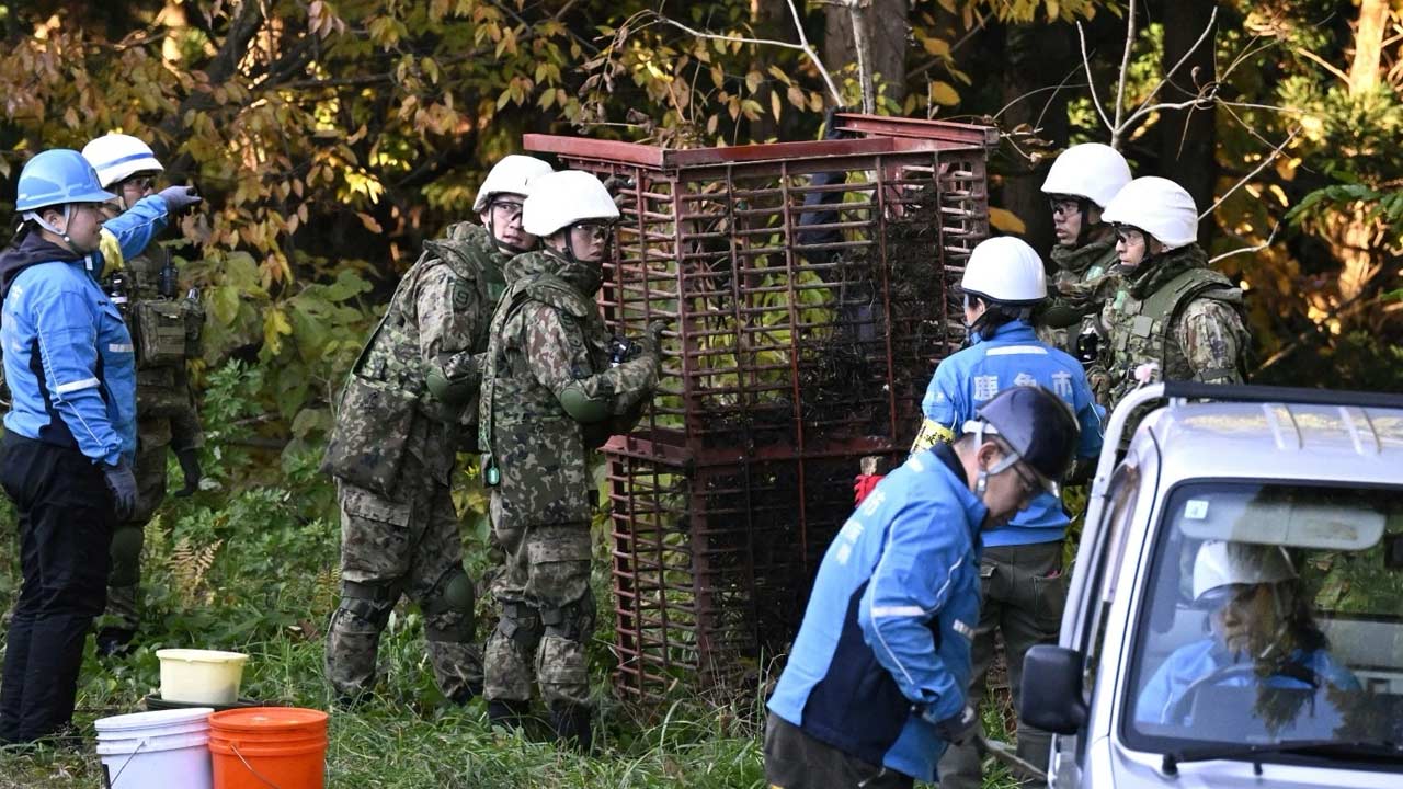 Lima cedera akibat serangan beruang di tiga wilayah Jepun