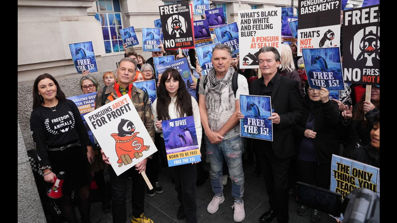 Ahli Parlimen UK kecam akuarium London berhubung keadaan hidup penguin