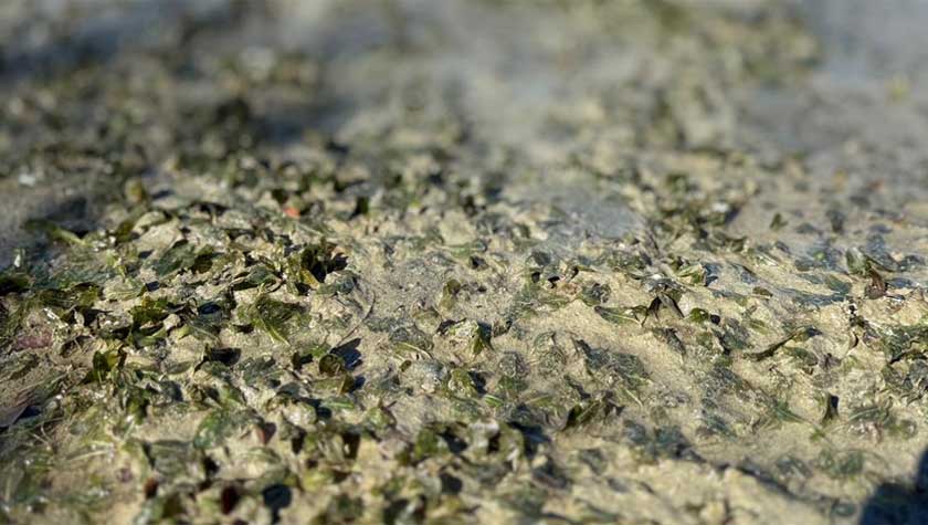 Rumput laut jenis Halophila ovalis turut wujud di dasar Middle Bank, menjadi komponen penting yang menyokong biodiversiti marin di kawasan ini. – Gambar Yayasan PETRONAS