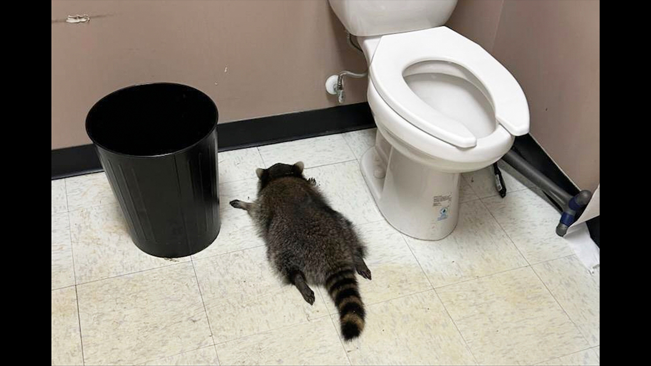 Dari arak ke tali pinggang hitam: Rakun mabuk disyaki pecah masuk kedai karate di Virginia