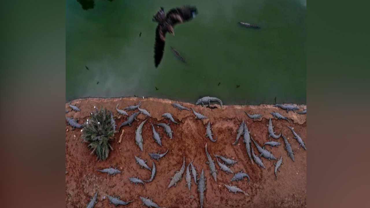 Israel tembak mati ratusan buaya, bimbang dijadikan 'senjata musuh'
