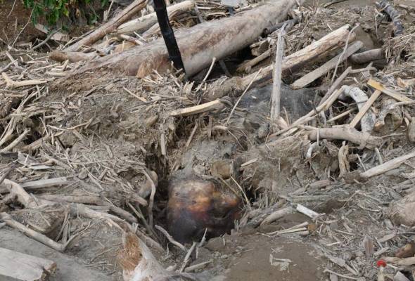 Banjir Sumatera: Bau bangkai gajah jadi beban penduduk kampung<