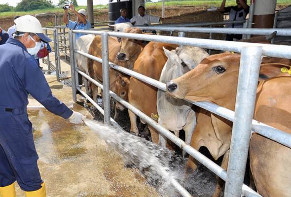Malaysia perlu lebih tiga juta lembu penuhi keperluan domestik menjelang 2040