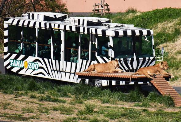 Serigala lolos kandang berjaya ditangkap semula selepas cetus kekecohan di zoo Tokyo