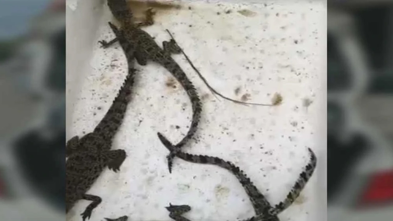 Lelaki ditahan simpan buaya tembaga bernilai ratusan ribu dalam but kereta