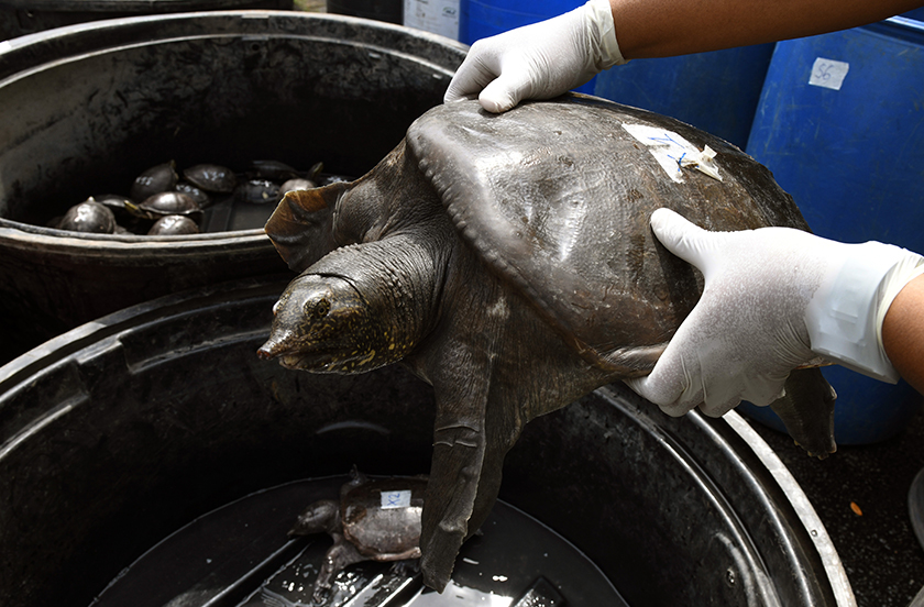 Perhilitan Pulau Pinang menahan seorang warga Bangladesh kerana disyaki menyimpan 100 ekor kura-kura dan labi-labi tanpa lesen dalam serbuan sebuah rumah di Bagan Lalang, Butterworth pada Ahad lepas. - Foto Bernama