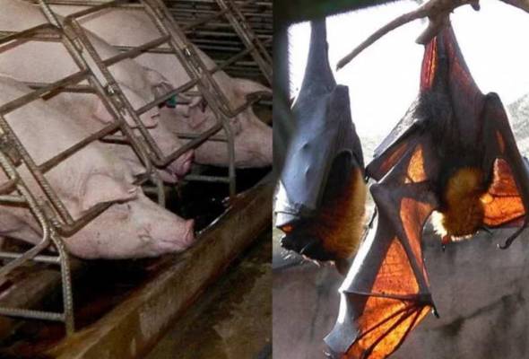 Virus Nipah: Bergejala? Ini fakta penting yang perlu anda tahu